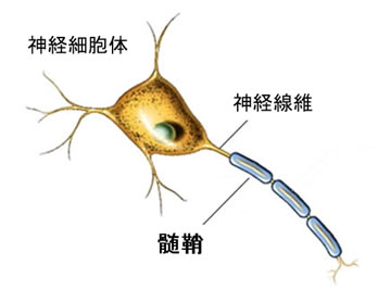 髄鞘